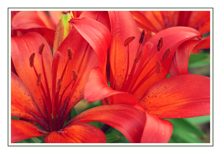 Red Lilies II