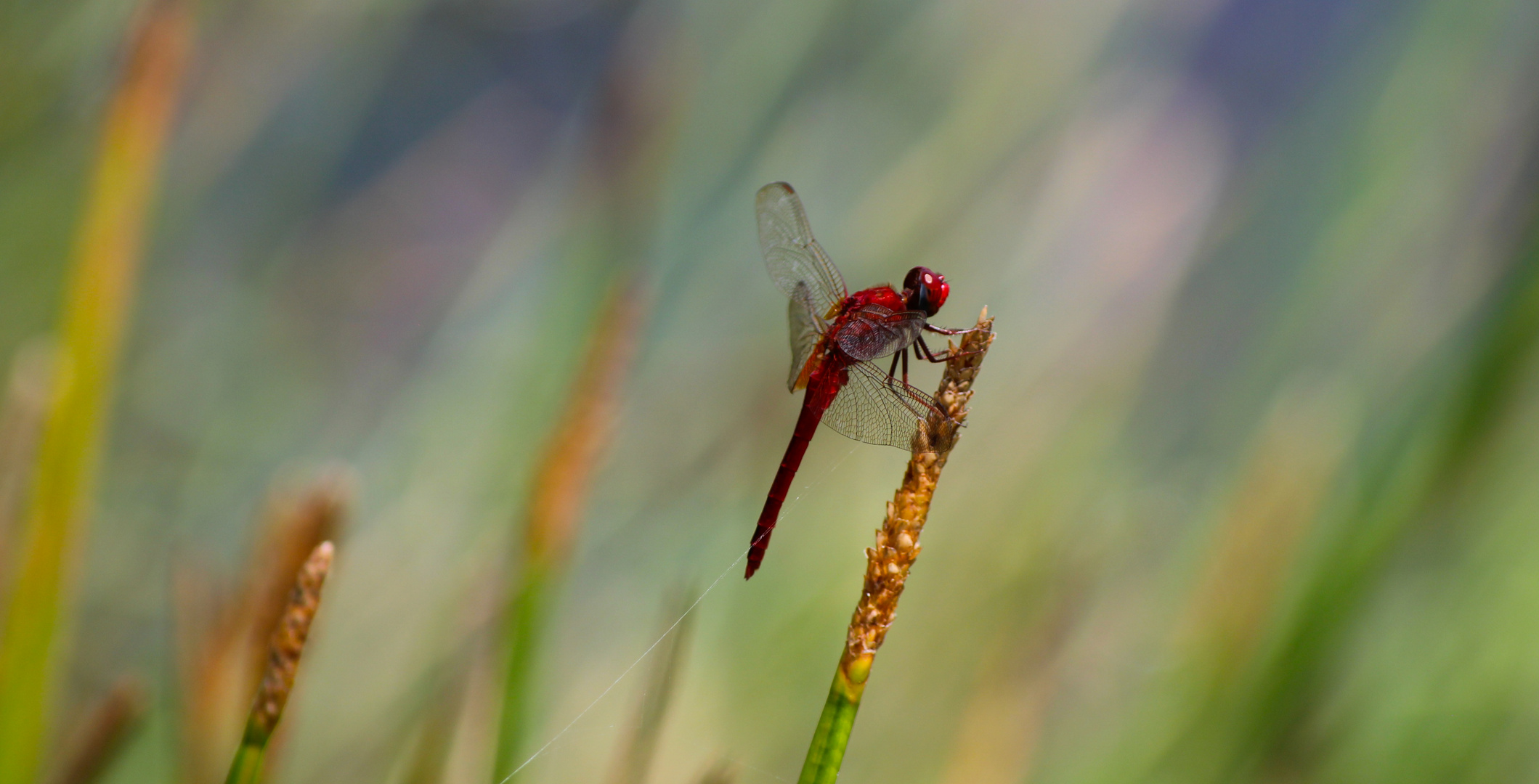 Red Lilifee