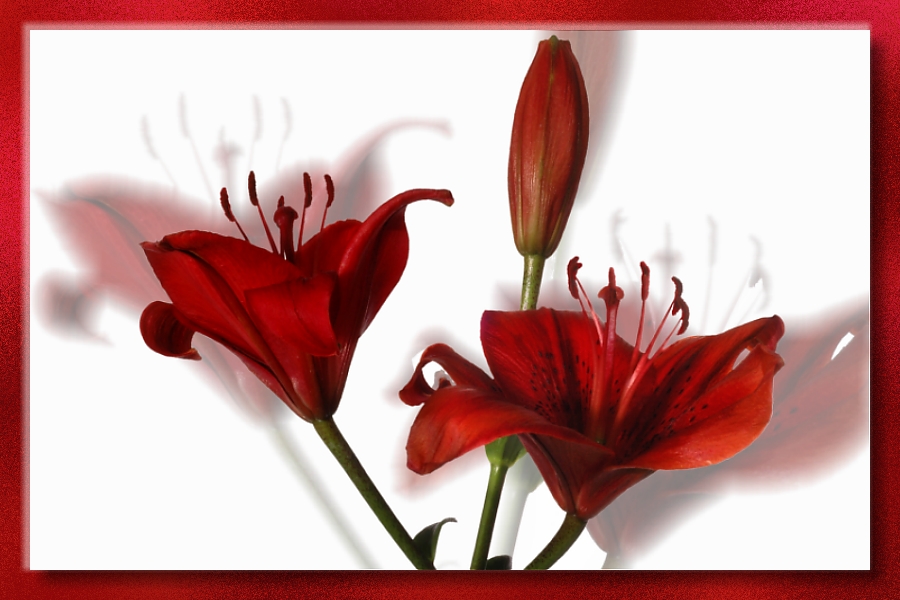 Red Lilly