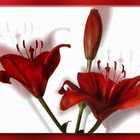 Red Lilly