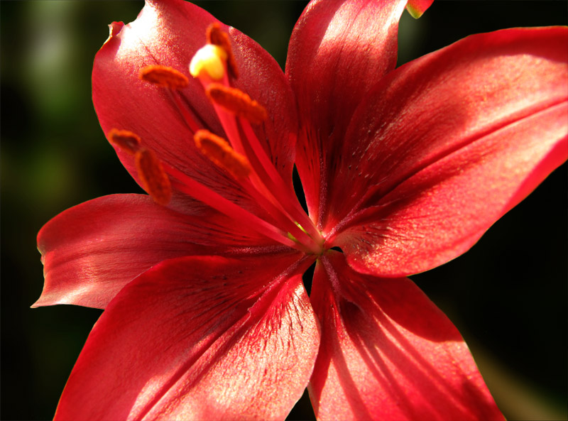 Red Lilly