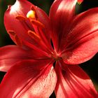 Red Lilly