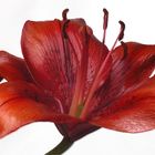 Red Lilly II