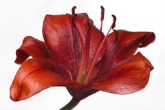Red Lilly II