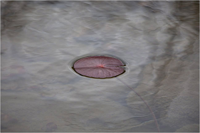 Red Lily Leaf 