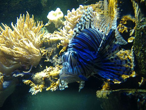 Red lionfish