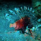 Red lionfish or Pterois volitans