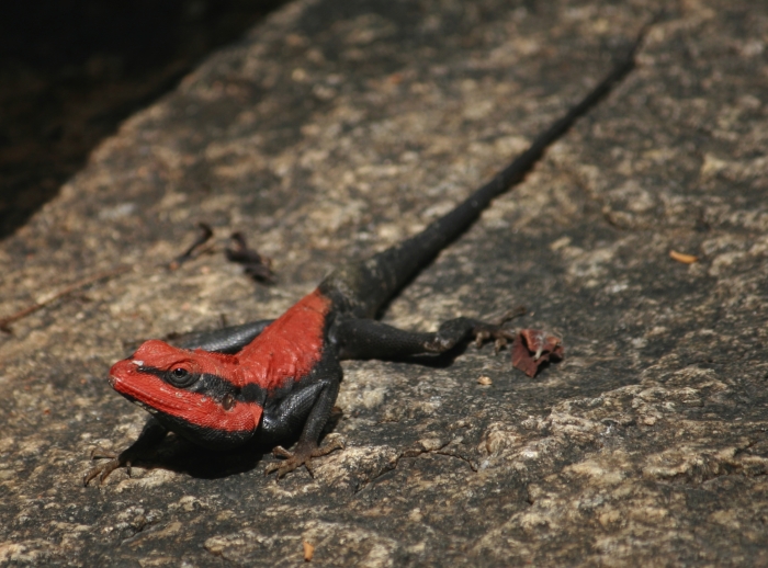 Red Lizard