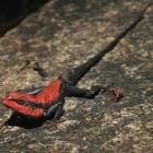 Red Lizard