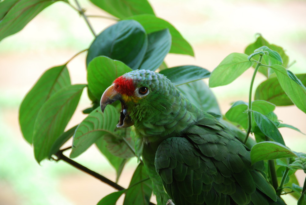 Red-Lored Parro, perroquet du Costa Rica