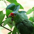 Red-Lored Parro, perroquet du Costa Rica