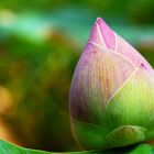 Red lotus bud