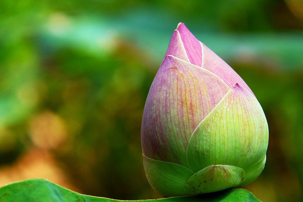 Red lotus bud