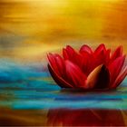 Red Lotus Flower