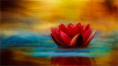 Red Lotus Flower