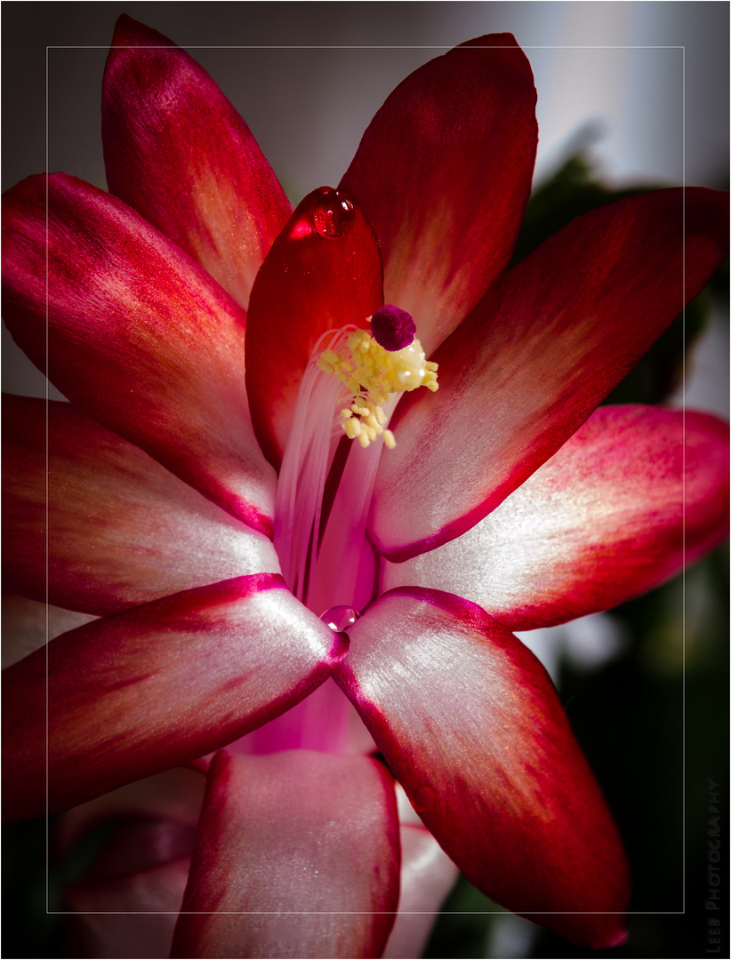 Red & Magenta Beauty