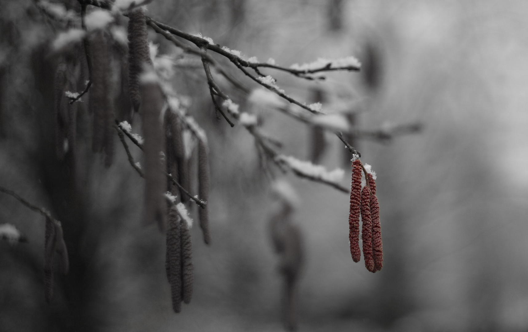 Red Man in the Snow