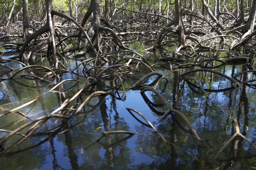 Red Mangroves