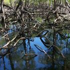 Red Mangroves