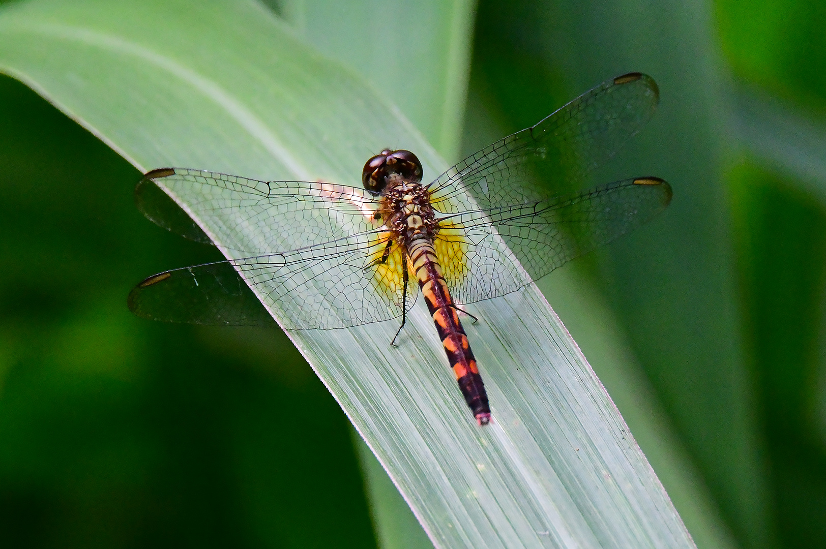 Red-mantled Dragonlet