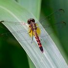 Red-mantled Dragonlet