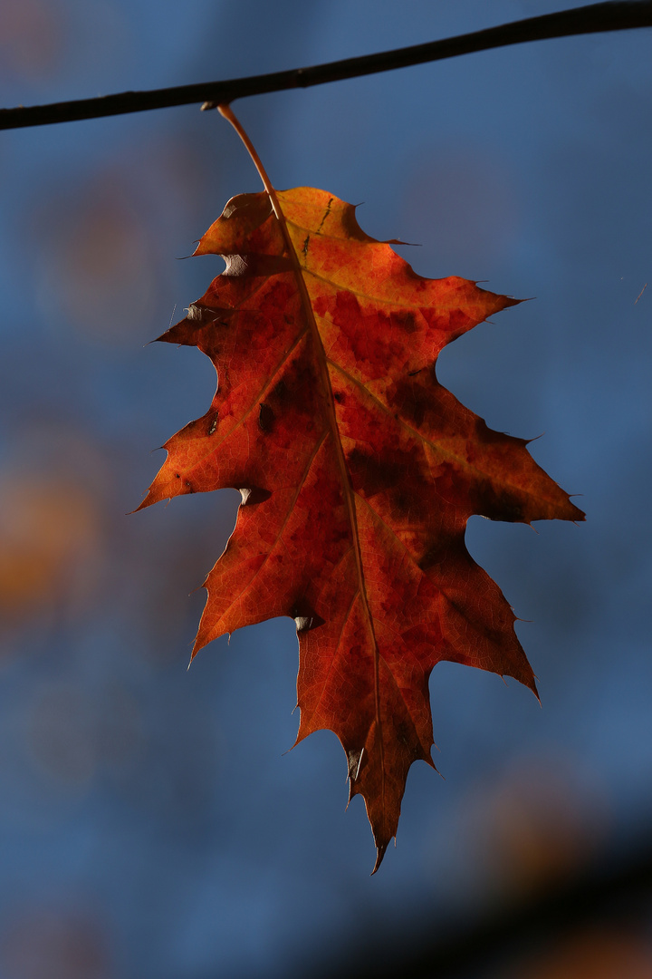 Red Maple Leaf - Autumn in Berlin