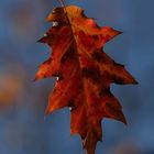 Red Maple Leaf - Autumn in Berlin