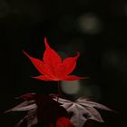 Red Maple Leaf