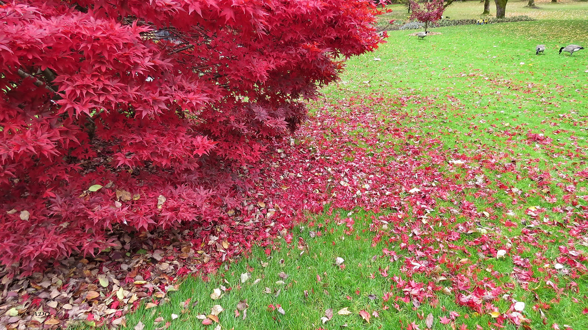 Red Maple Leaves and Canada Geese