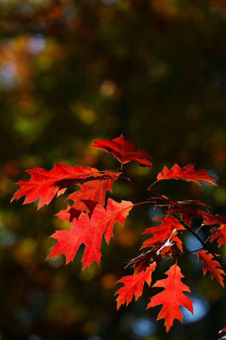 Red Maple Leaves - Berlin, Germany