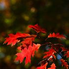 Red Maple Leaves - Berlin, Germany