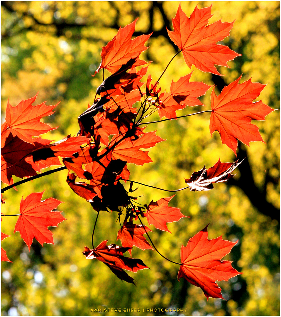 Red Maple Leaves in Early Spring