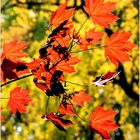 Red Maple Leaves in Early Spring