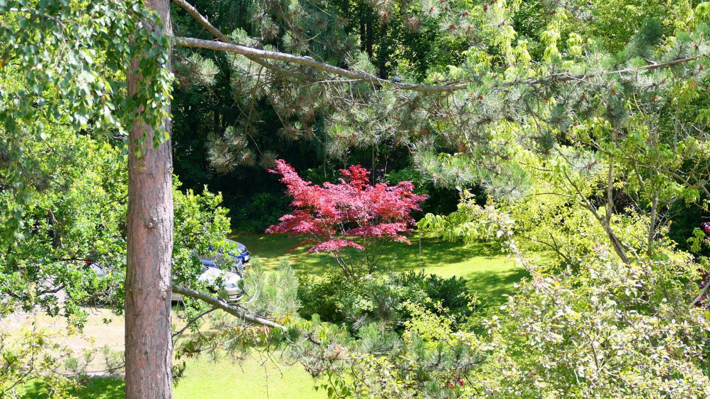 Red Maple Tree