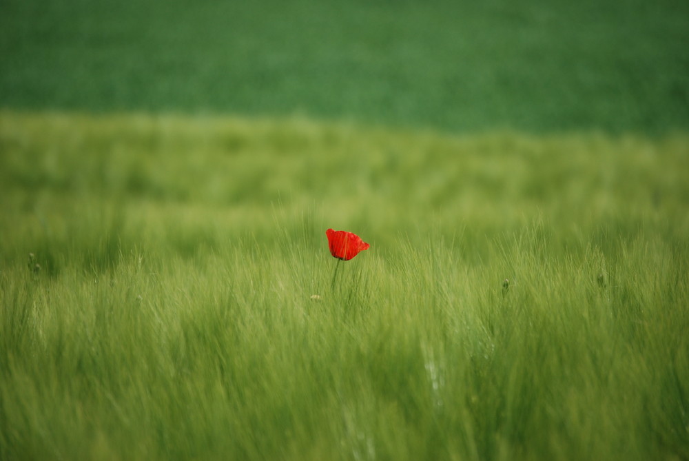 Red meets green