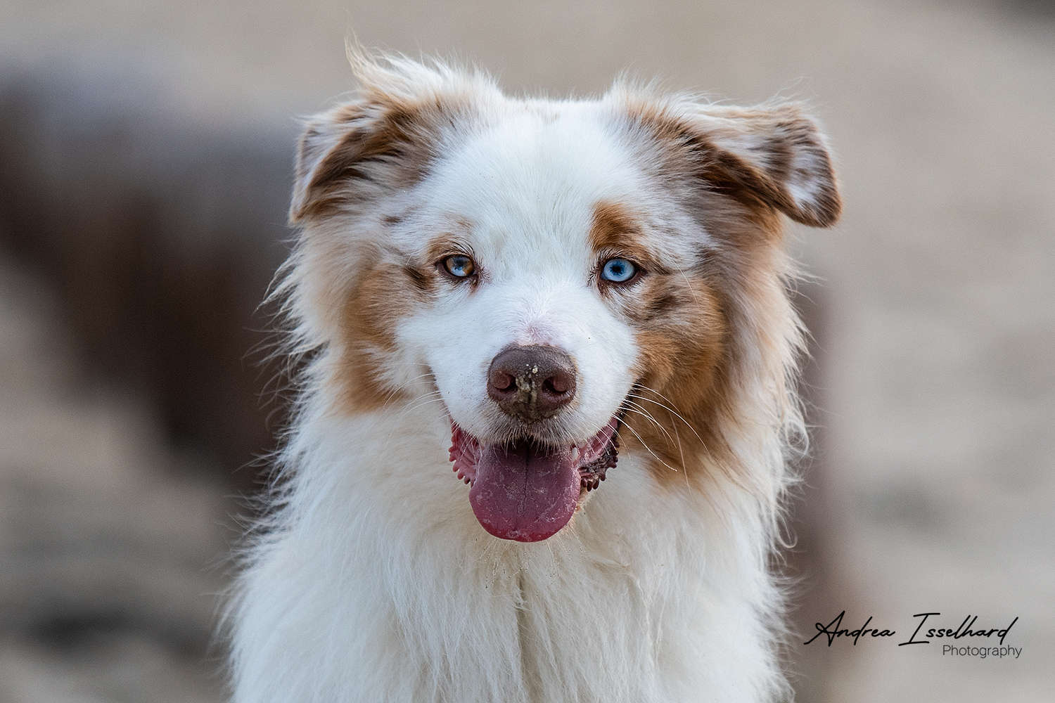 Red Merle Aussie " Mattes"