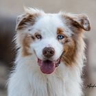 Red Merle Aussie " Mattes"