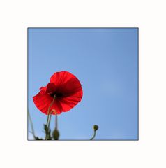 - red mohn -