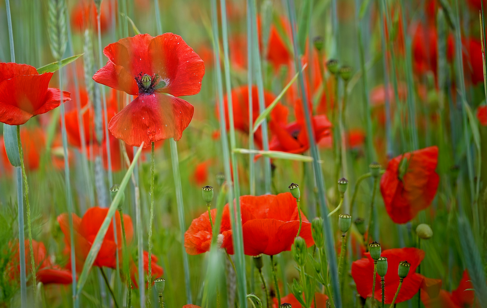 red mohn