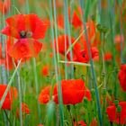 red mohn