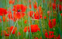 red mohn