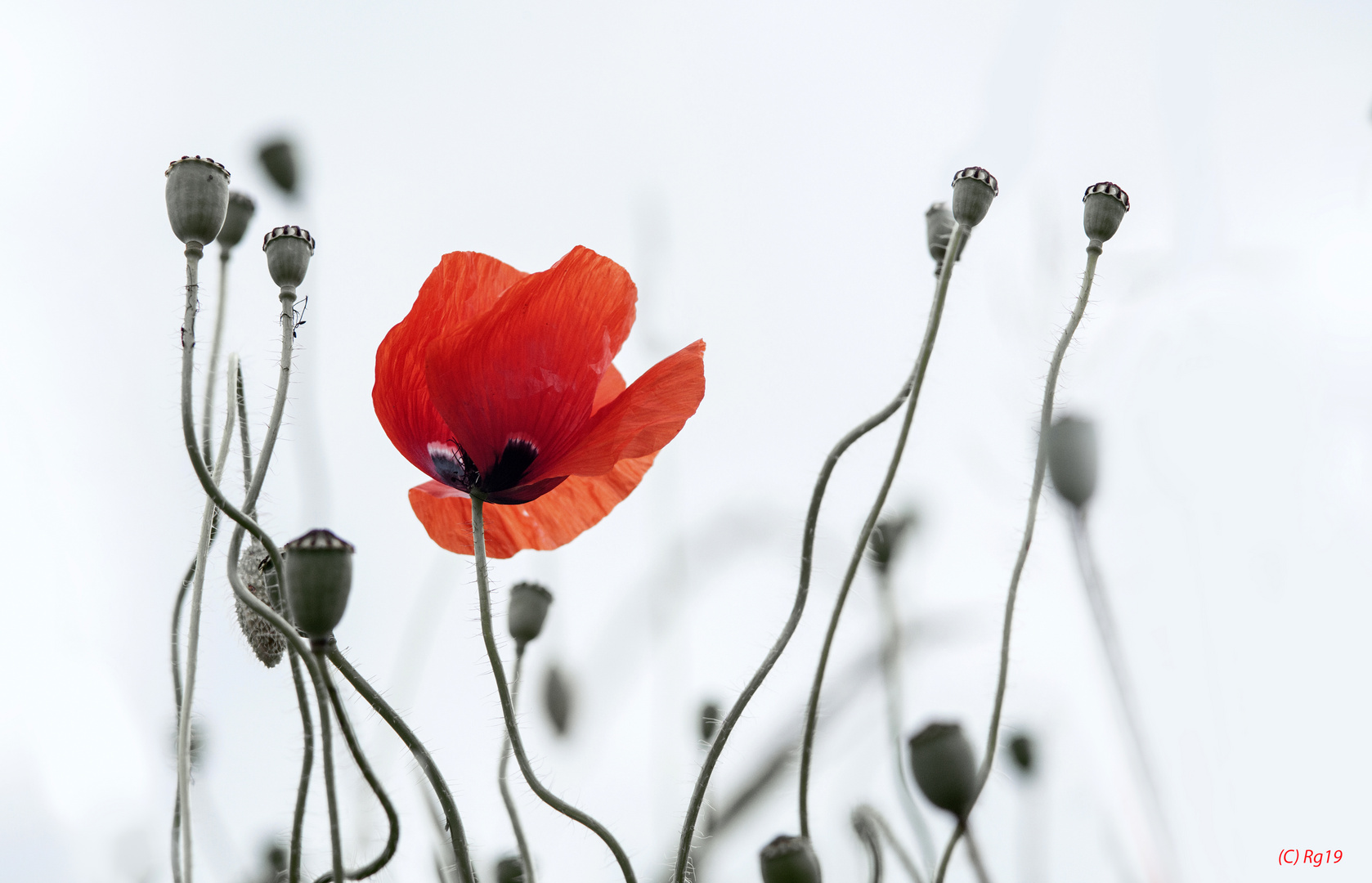 red mohn