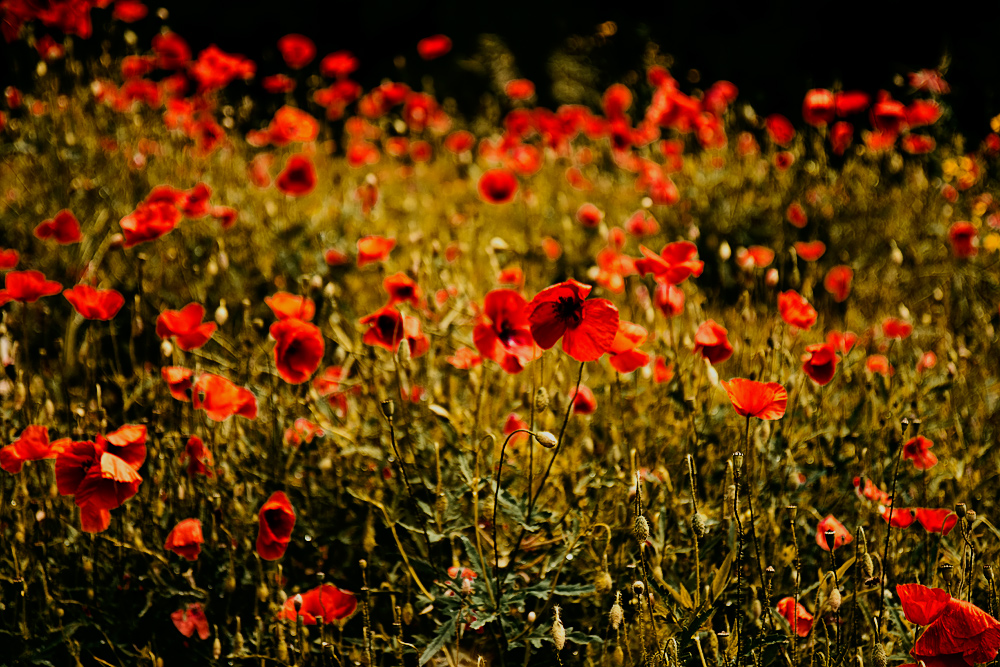 red mohn