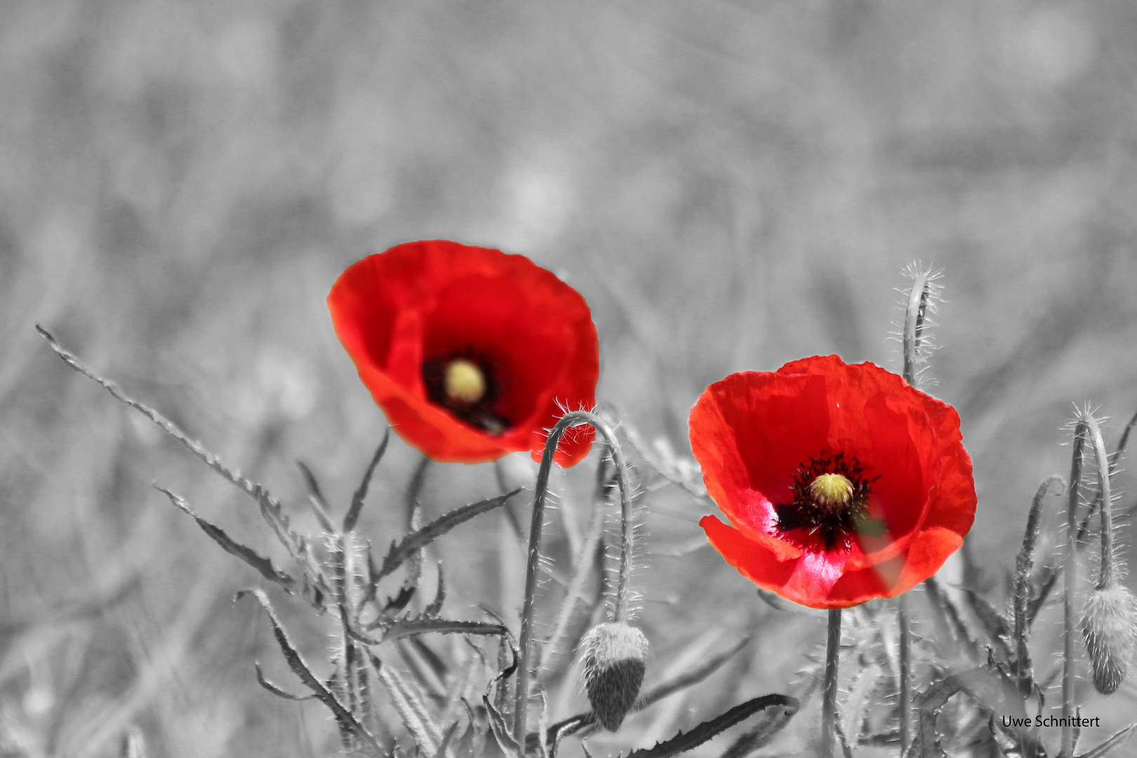 Red Mohn Rising