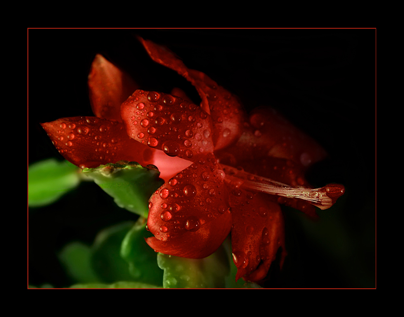 red moon flower