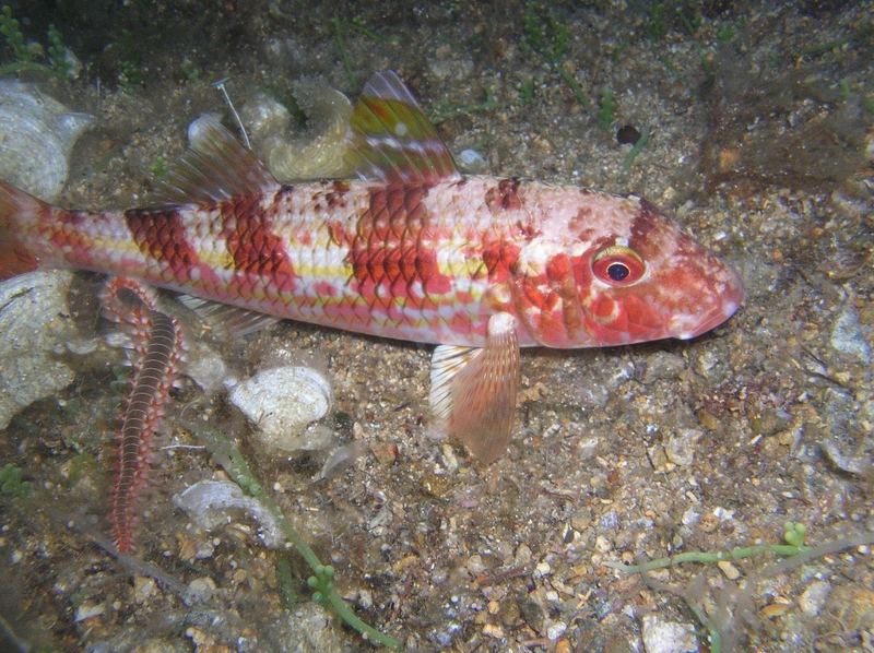 Red Mullet