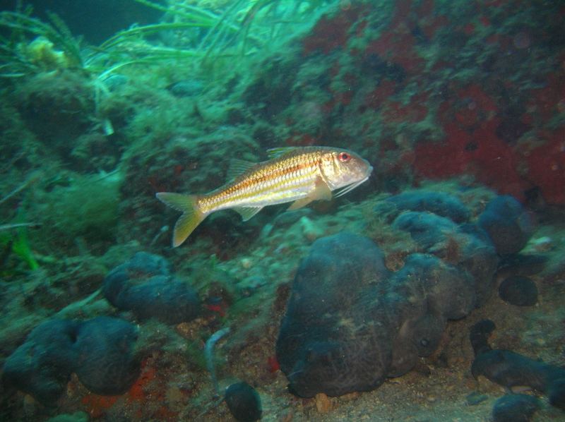 Red Mullet