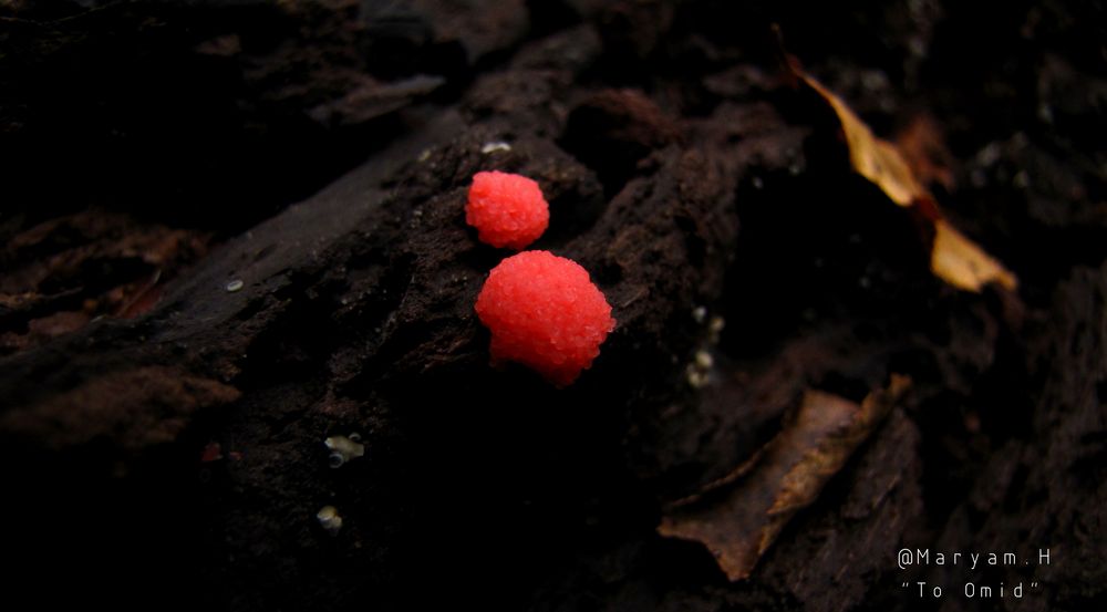 Red Mushrooms (For Little Omid)