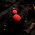 Red Mushrooms (For Little Omid)