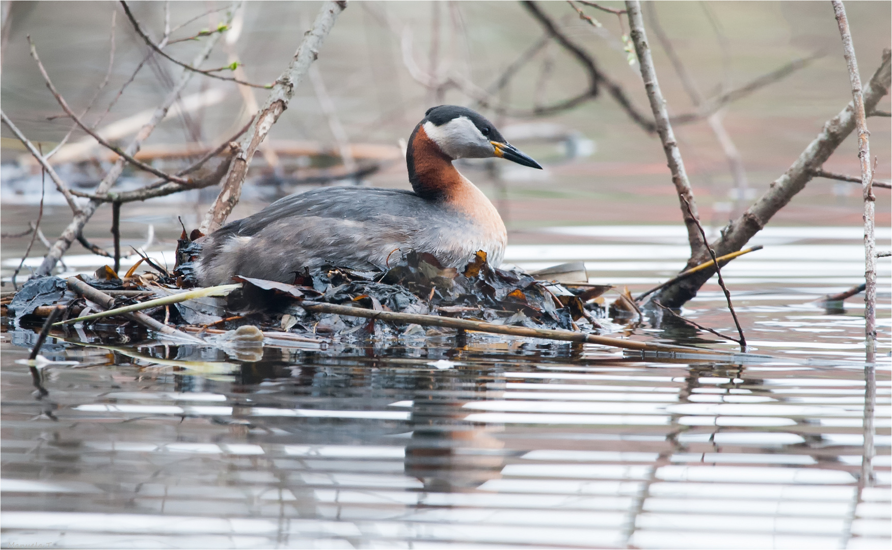 Red - necked grebe